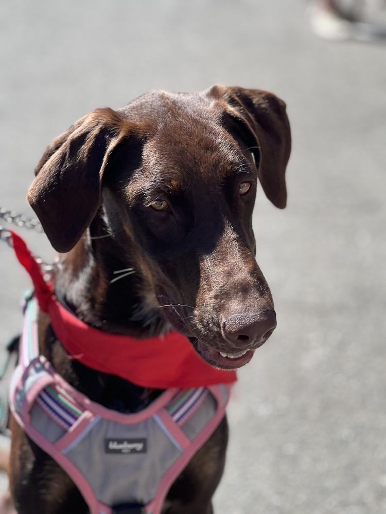 Yumi, a Adoptable Doberman Pinscher in Pleasant Hill, CA image 2/3