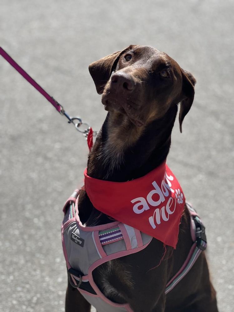 Yumi, a Adoptable Doberman Pinscher in Pleasant Hill, CA image 3/3