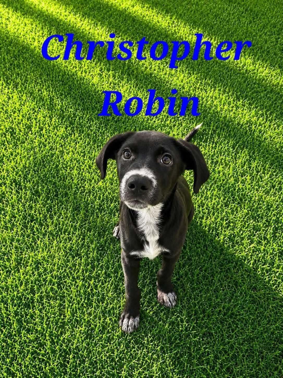 Christopher Robin, ADOPTABLE, Puppy Male Australian Cattle Dog / Blue Heeler & Labrador Retriever.