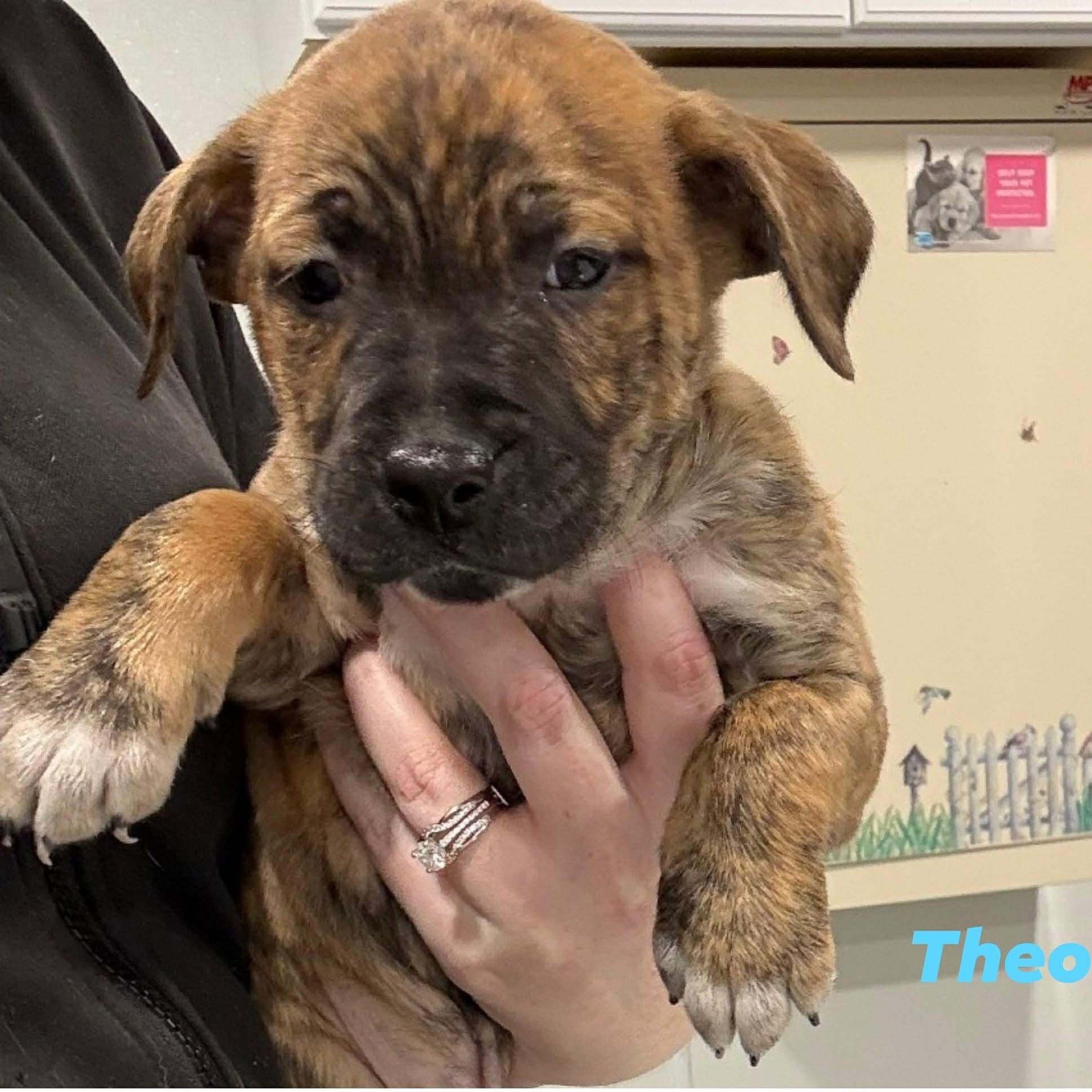 Enlarge Theo, an adopted mixed breed in Williston, VT image 1/1