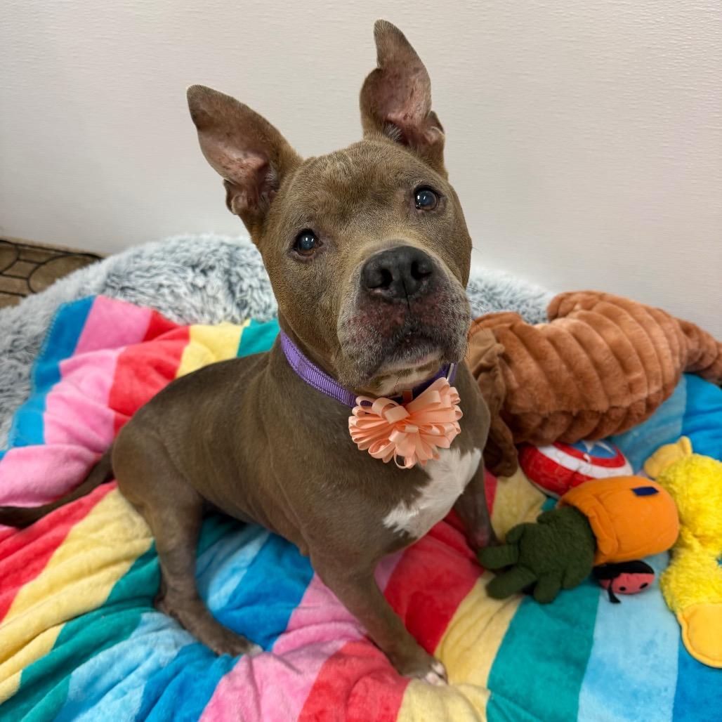Sadie, a Adoptable Mixed Breed in Titusville, FL image 1/6
