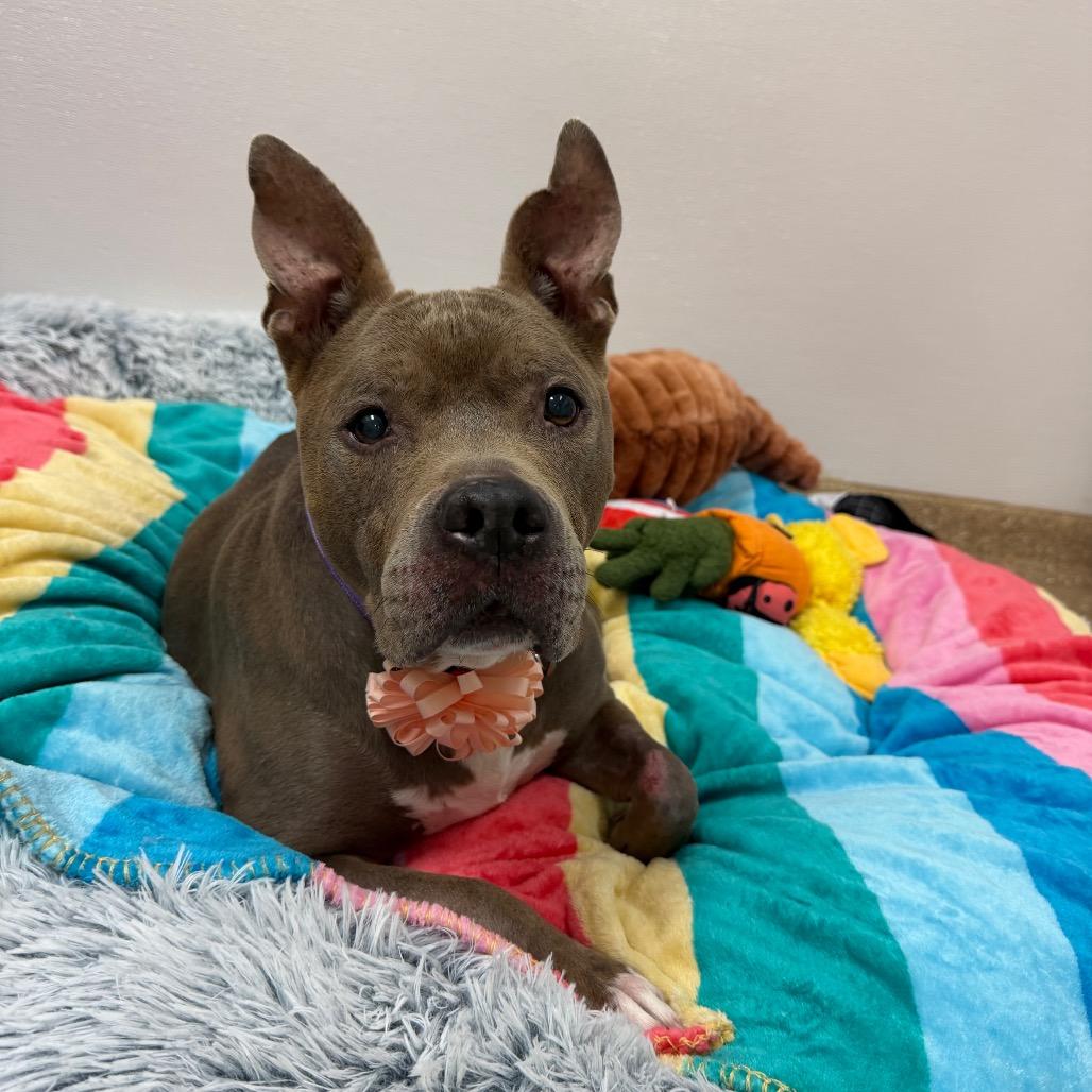 Sadie, a Adoptable Mixed Breed in Titusville, FL image 2/6