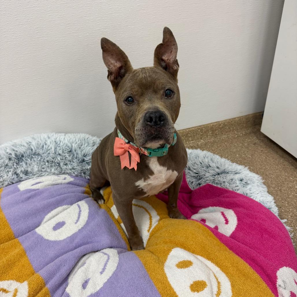 Sadie, a Adoptable Mixed Breed in Titusville, FL image 3/6