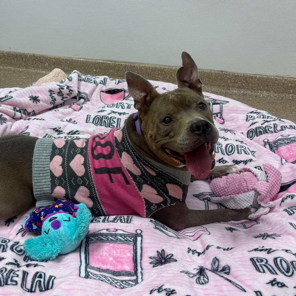 Sadie, a Adoptable Mixed Breed in Titusville, FL image 5/6