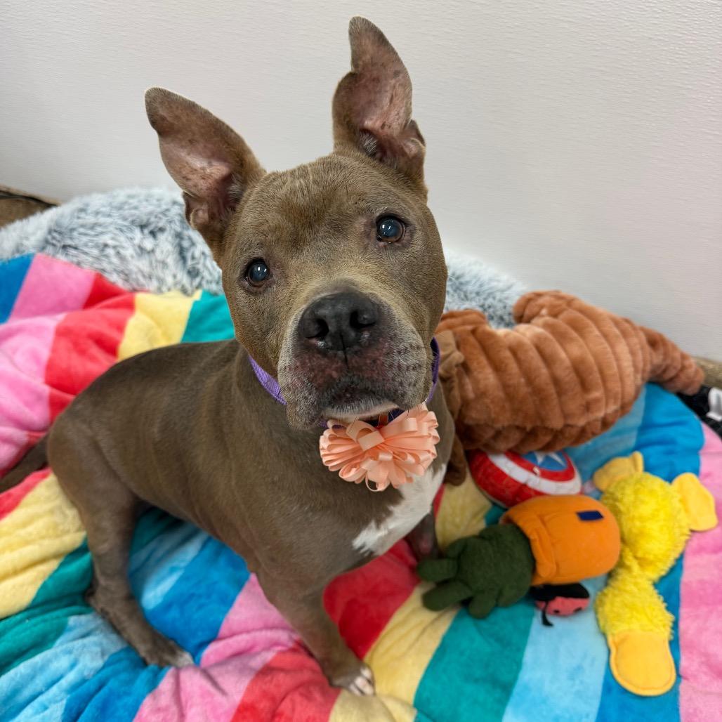 Sadie, a Adoptable Mixed Breed in Titusville, FL image 6/6