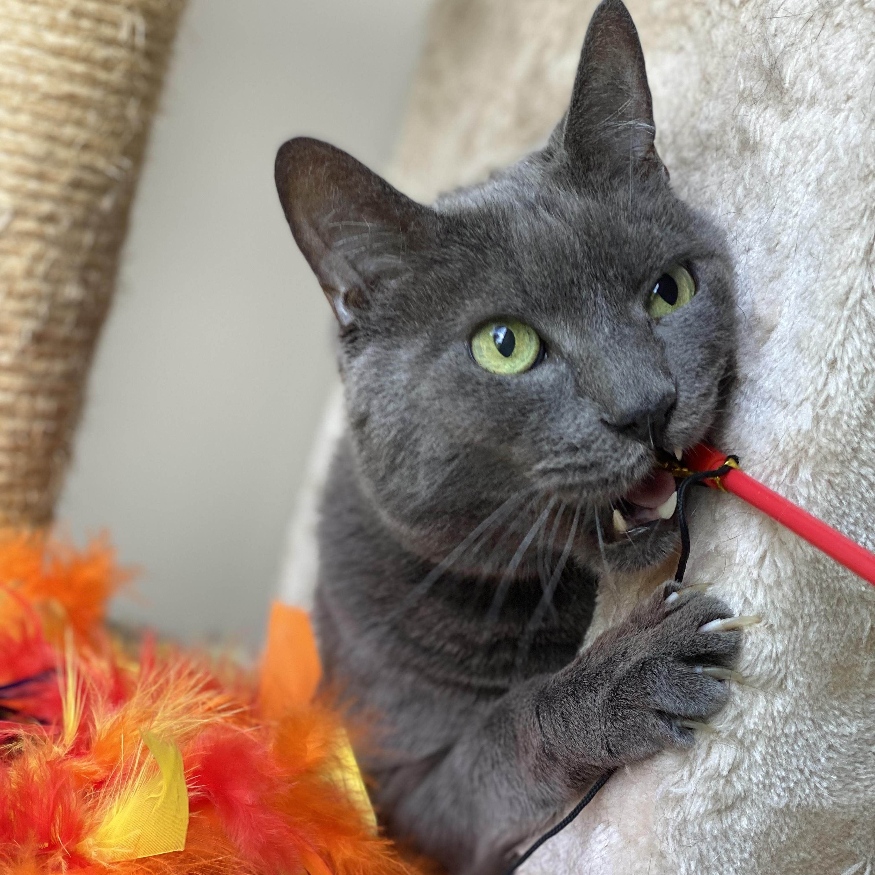 Leo, an adoptable Russian Blue in Collierville, TN, 38017 | Photo Image 2