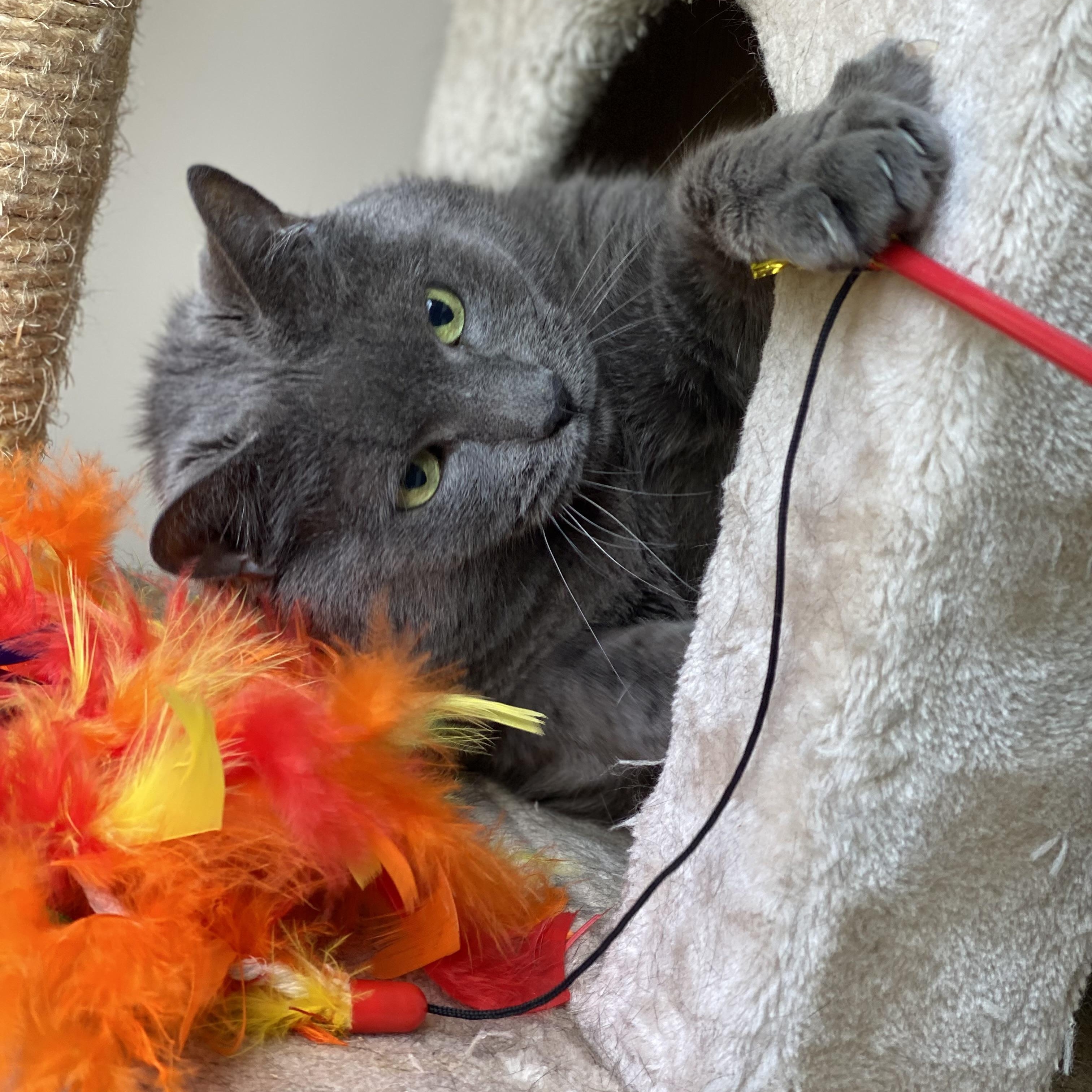 Leo, an adoptable Russian Blue in Collierville, TN, 38017 | Photo Image 6
