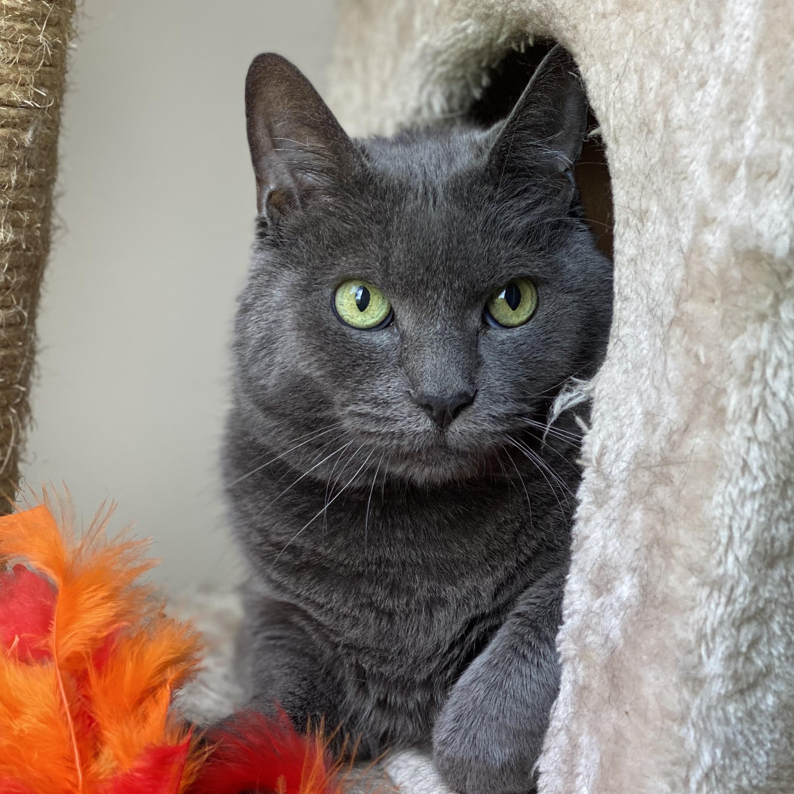Leo, an adoptable Russian Blue in Collierville, TN, 38017 | Photo Image 1