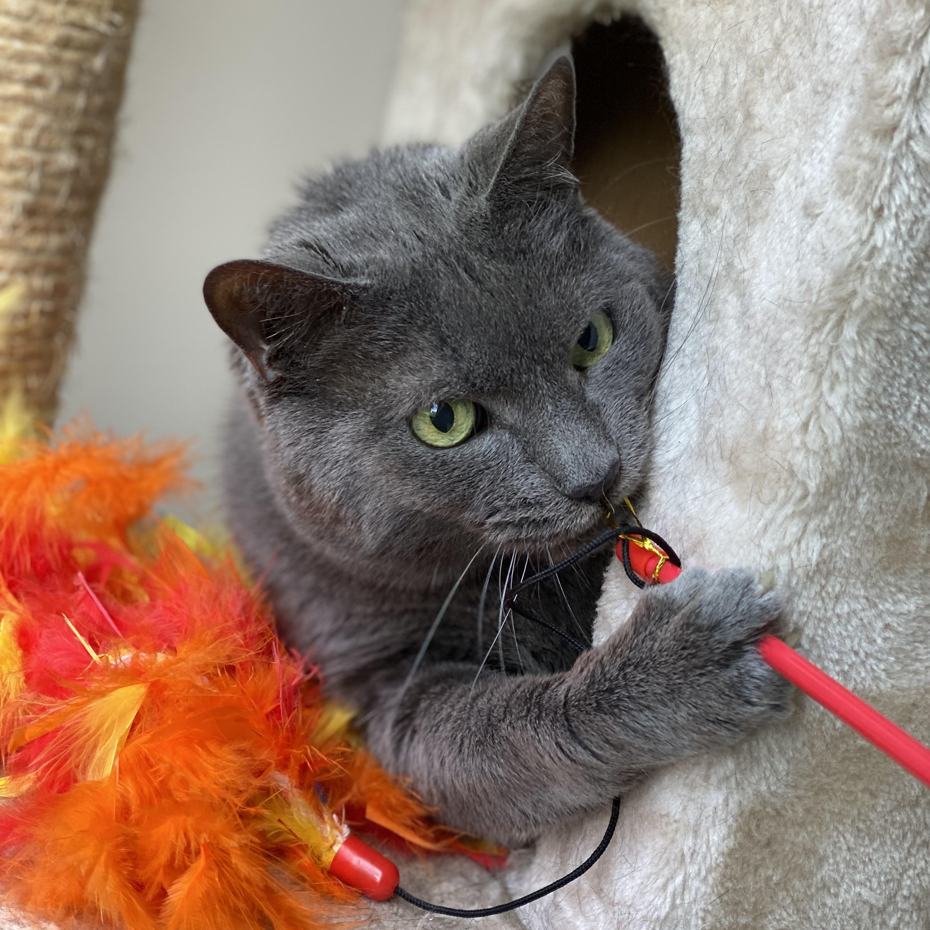 Leo, an adoptable Russian Blue in Collierville, TN, 38017 | Photo Image 3