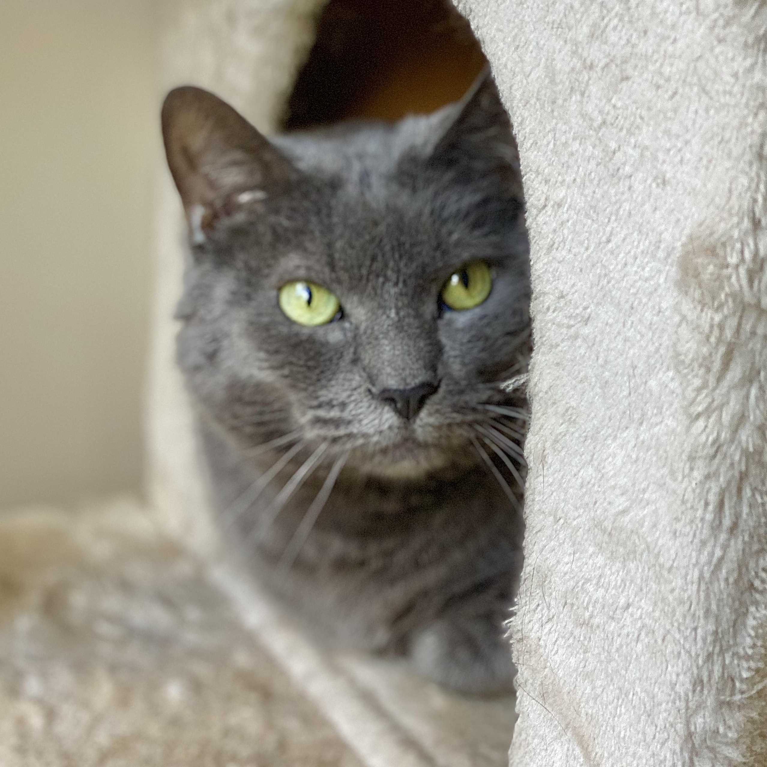 Leo, an adoptable Russian Blue in Collierville, TN, 38017 | Photo Image 5