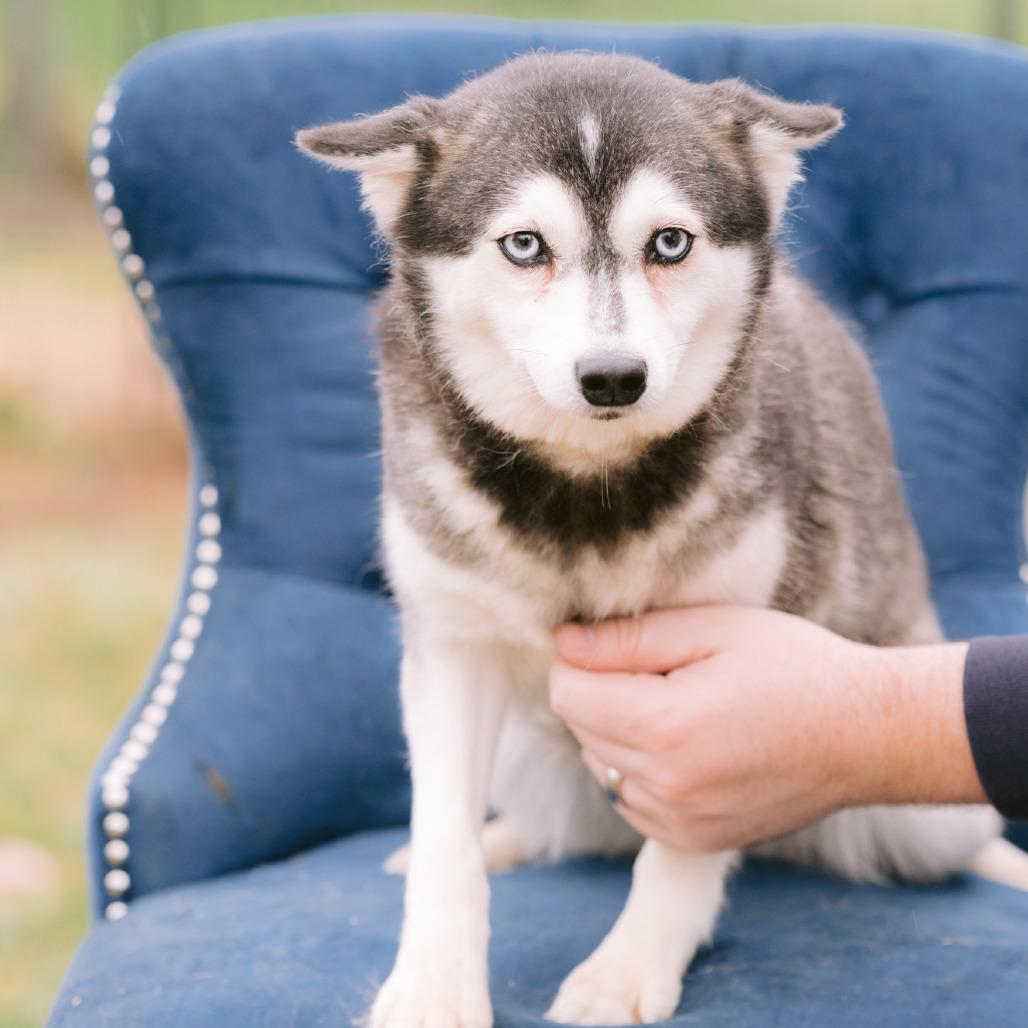 Enlarge Berea Springs, a Adoptable Klee Kai in Zionsville, IN image 1/1
