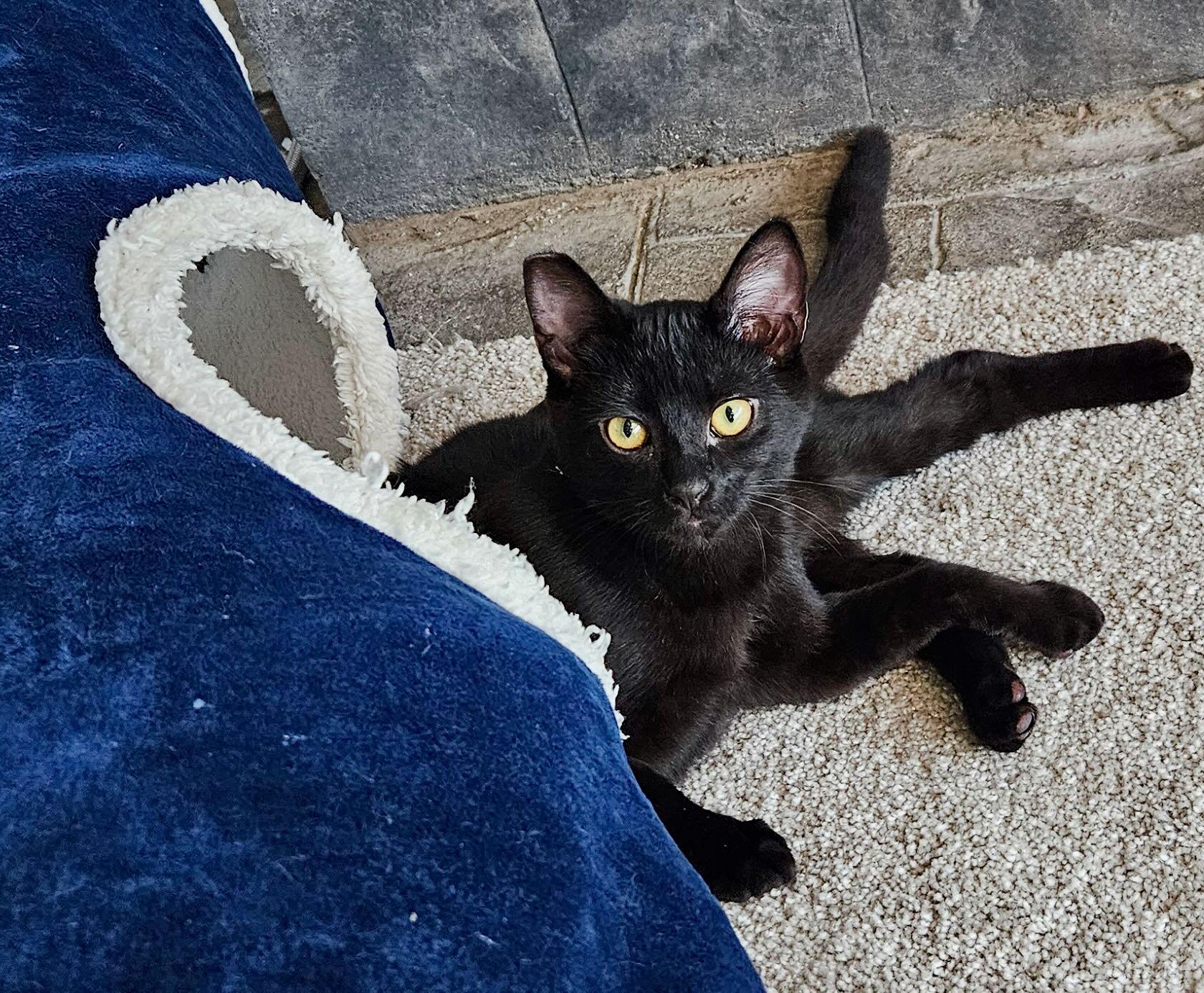 Enlarge Stella & Penelope, a Adoptable Domestic Short Hair in Hood River, OR image 3/6