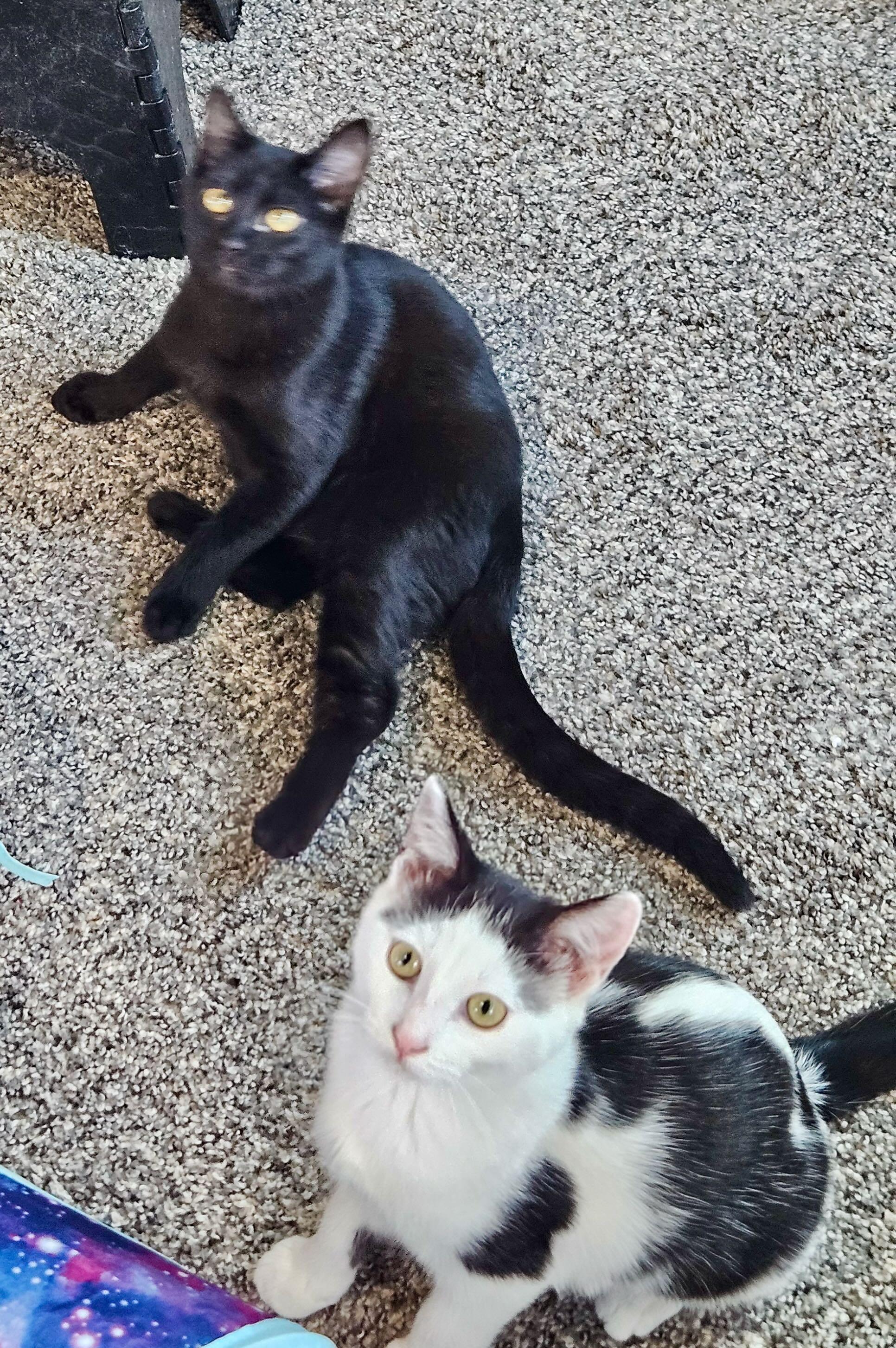Enlarge Stella & Penelope, a Adoptable Domestic Short Hair in Hood River, OR image 4/6