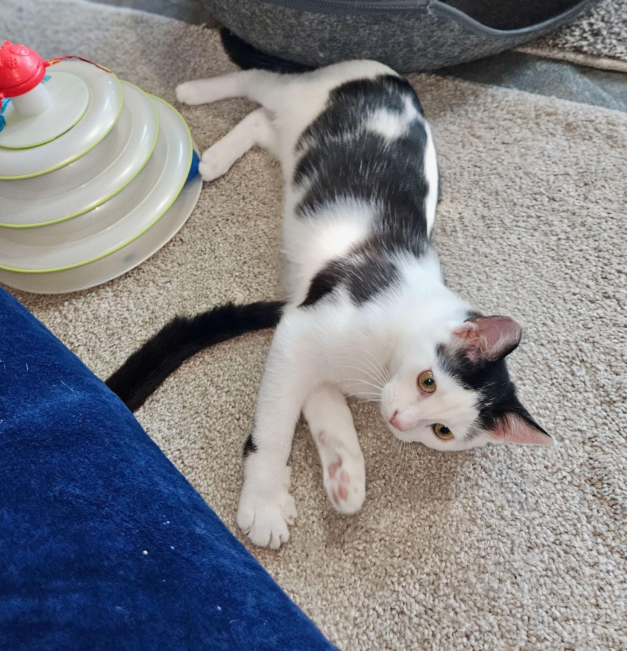 Enlarge Stella & Penelope, a Adoptable Domestic Short Hair in Hood River, OR image 5/6