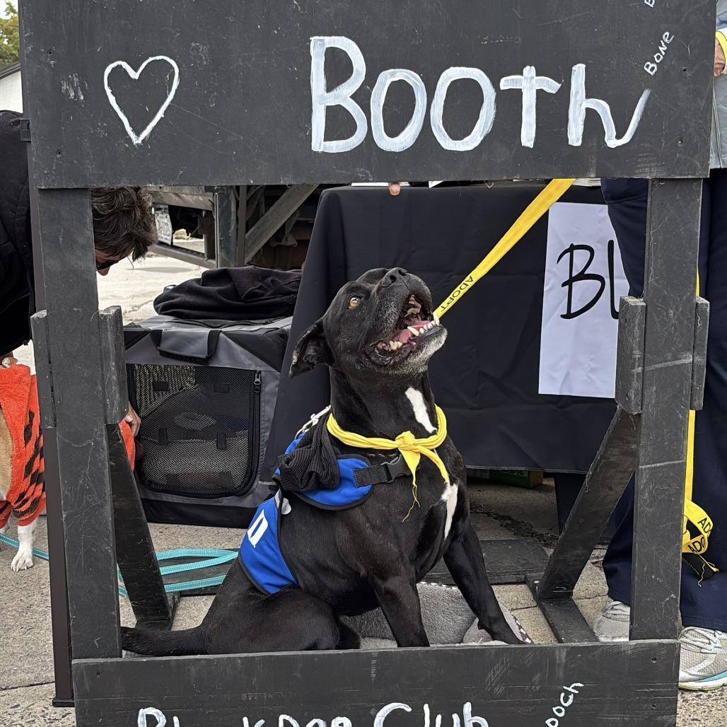 Black Jack, Adoptable, Adult Male Black Labrador Retriever & English Bulldog.