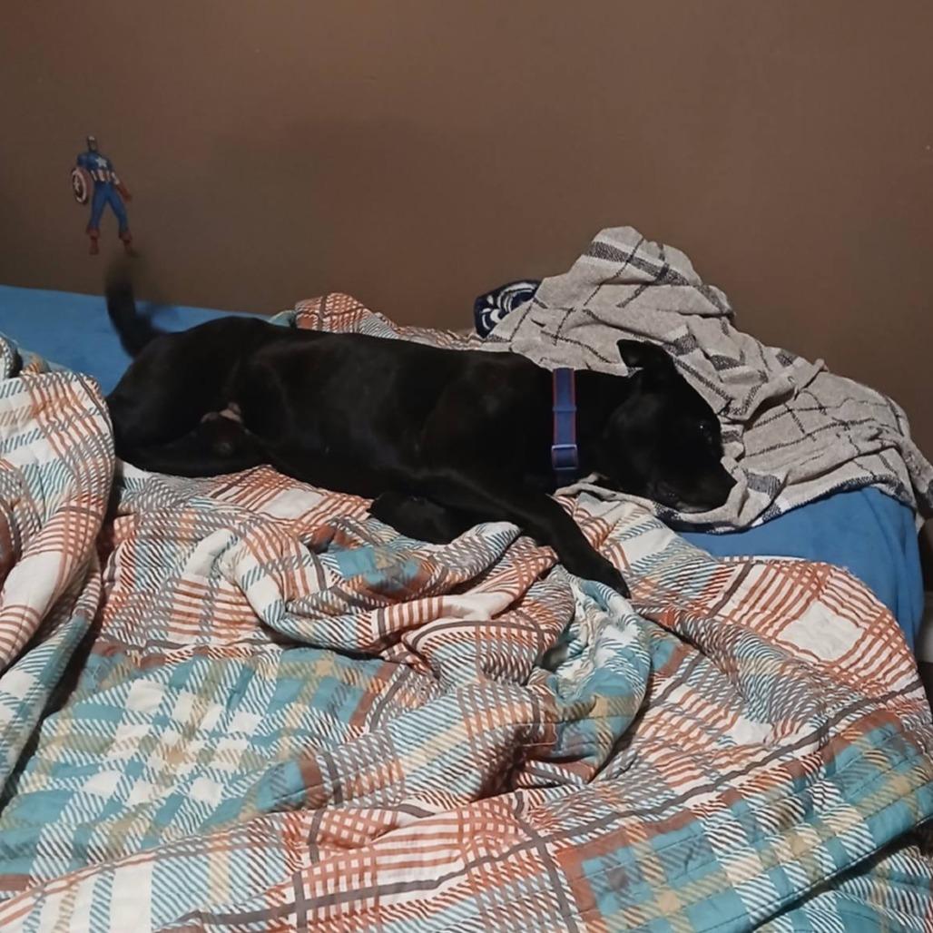 Enlarge Black Jack, a Adoptable mixed breed in Smithfield, NC image 2/6