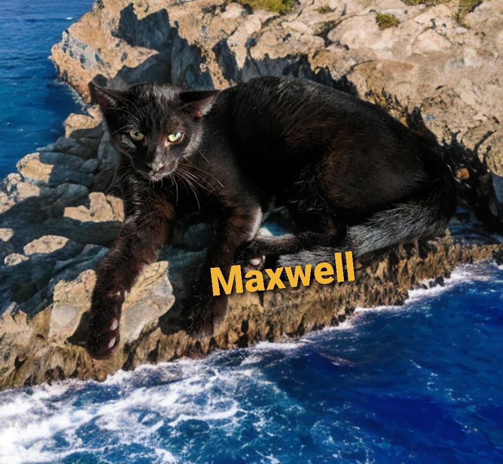 Maxwell, Adoptable, Adult Male Domestic Short Hair.