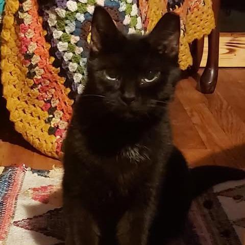 Enlarge Triceratops, a Adoptable Domestic Short Hair in York, PA image 1/1