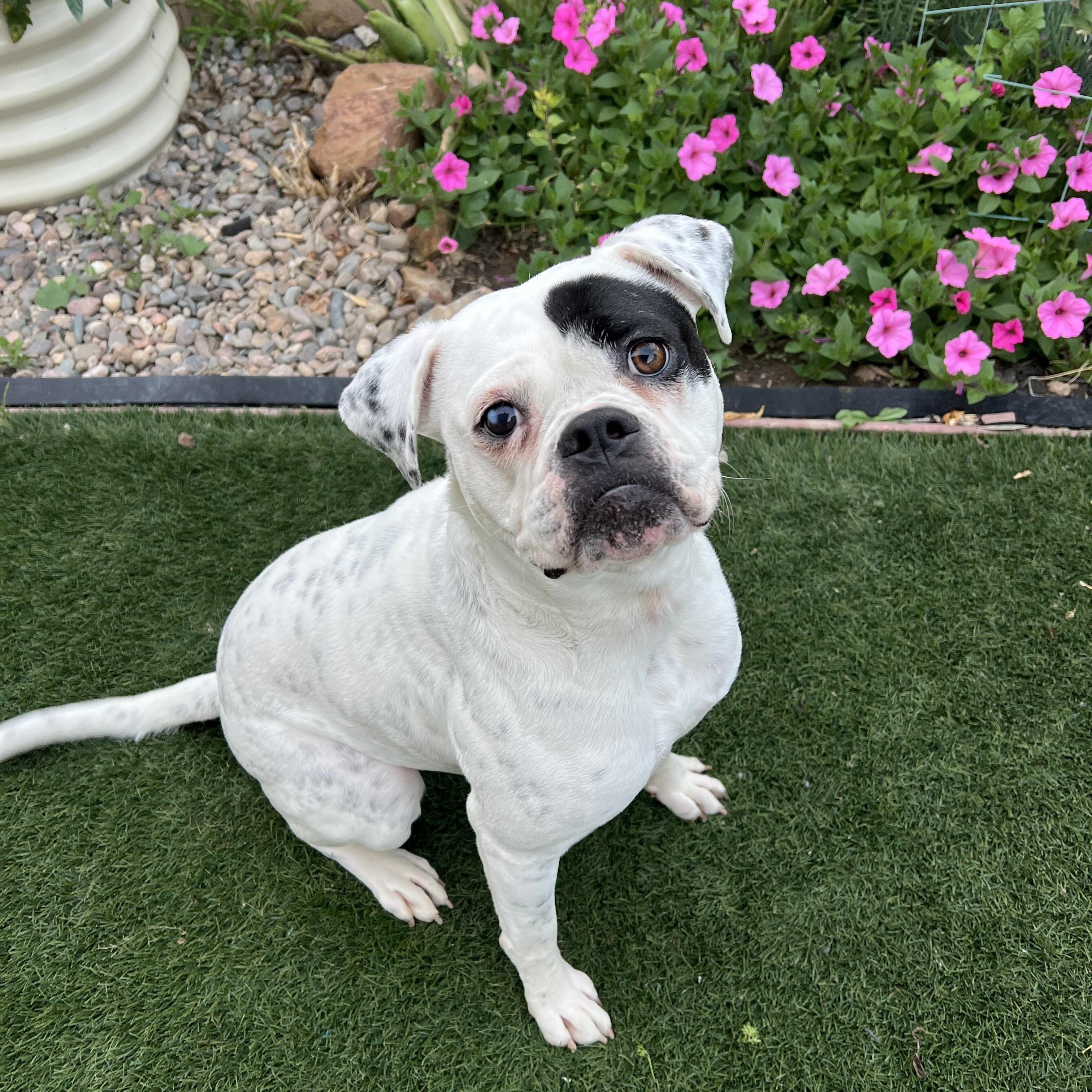 Tabitha, ADOPTABLE, Adult Female American Bulldog.