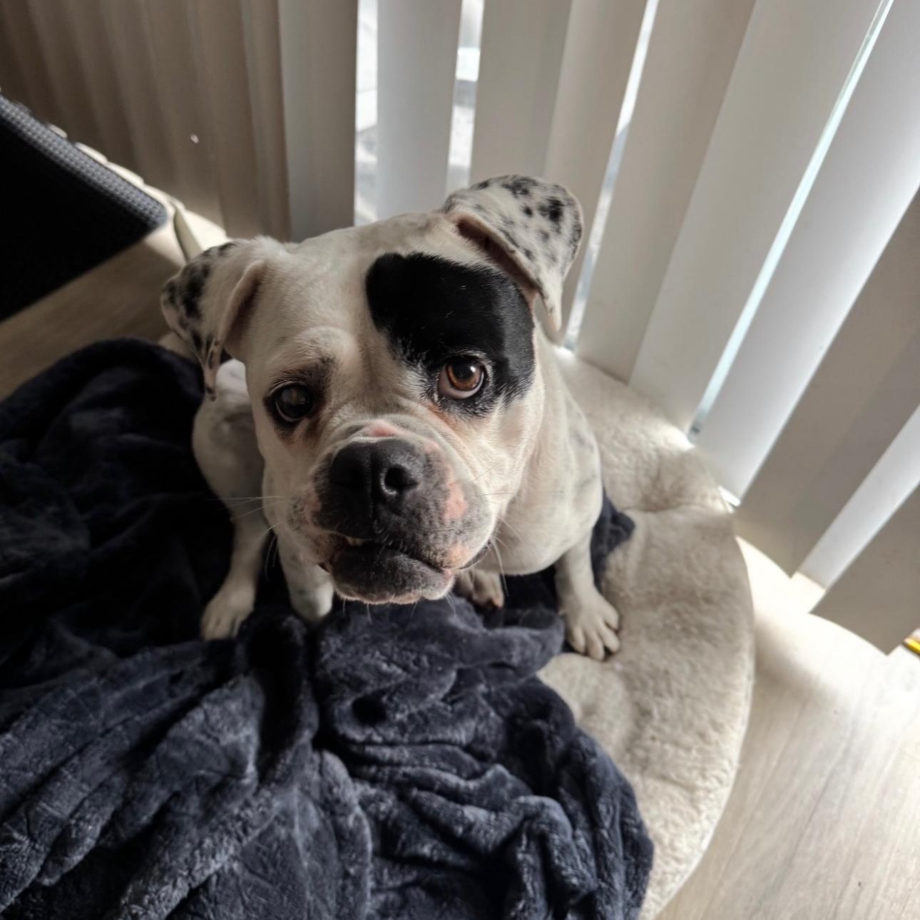 Enlarge Tabitha, a ADOPTABLE mixed breed in Riverside, CA image 6/6