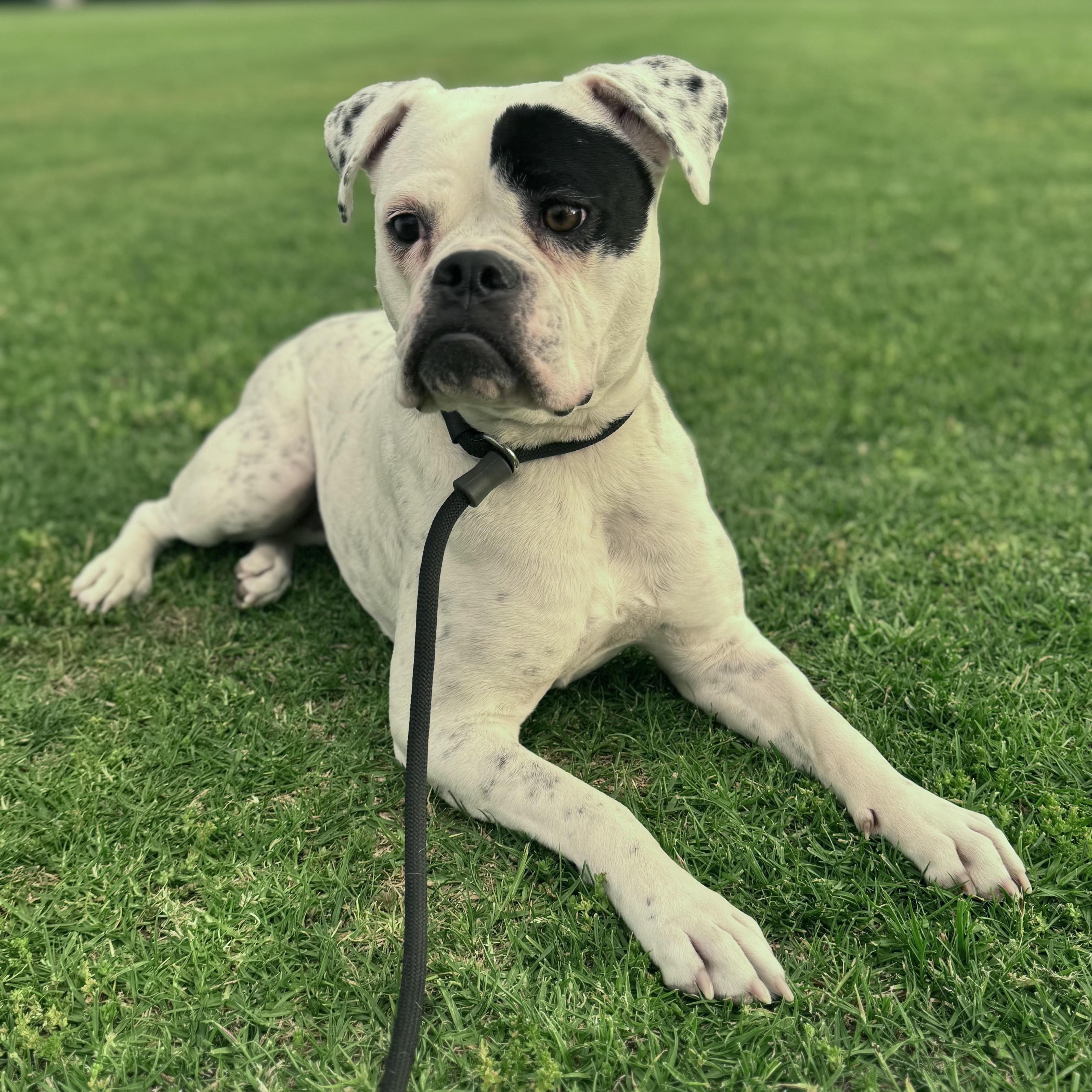 Tabitha, ADOPTABLE, Adult Female American Bulldog.