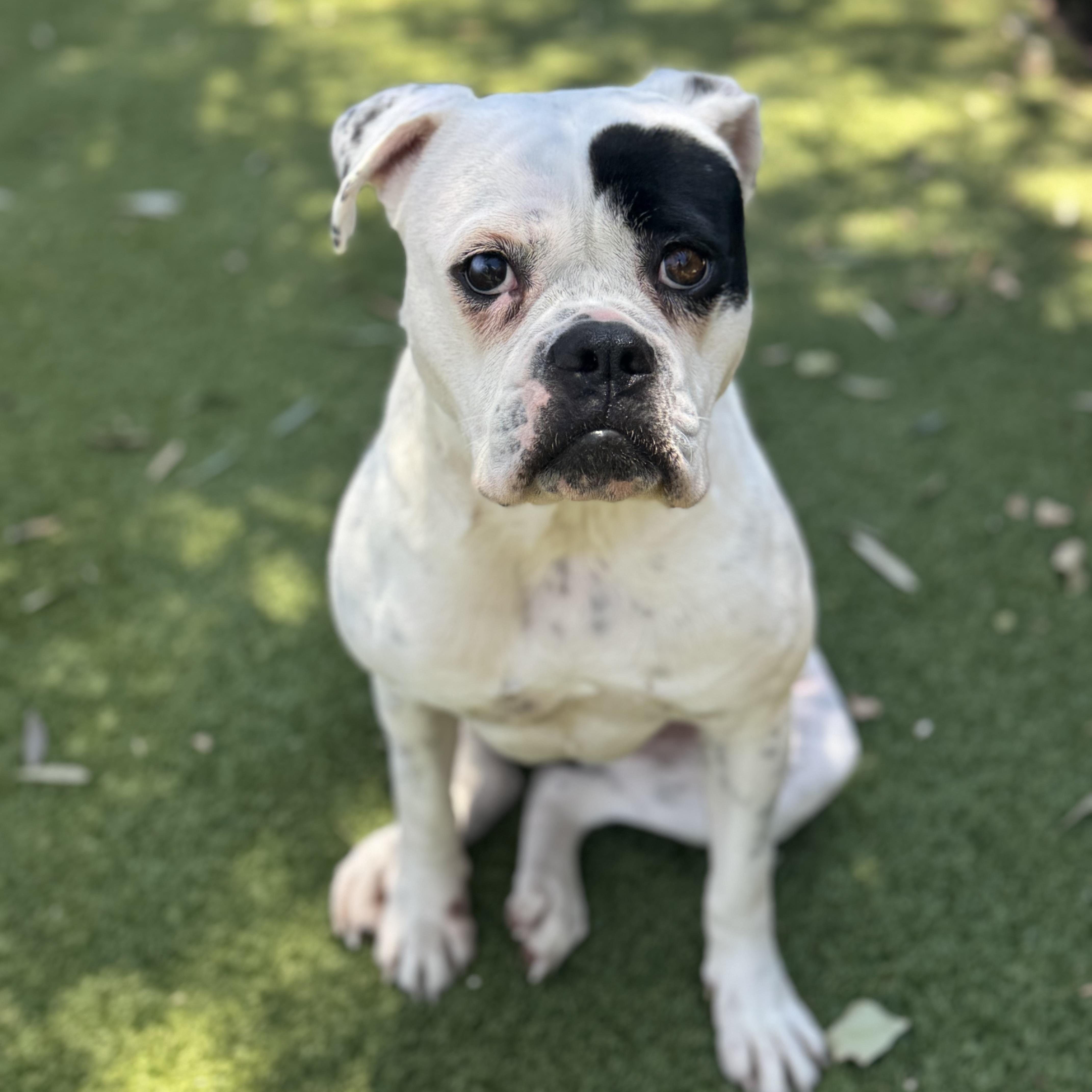 Enlarge Tabitha, a ADOPTABLE mixed breed in Riverside, CA image 2/4