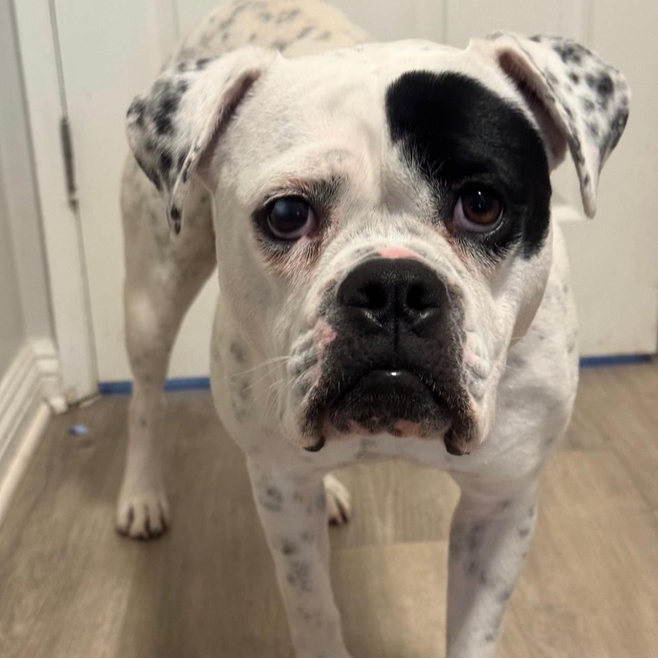 Tabitha — Adult Female American Bulldog