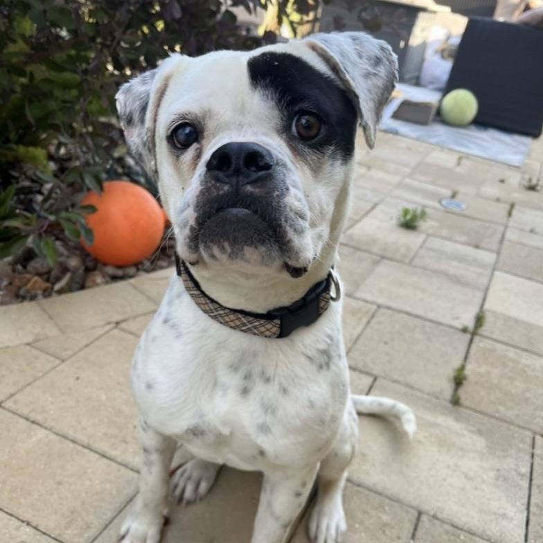 Enlarge Tabitha, a ADOPTABLE mixed breed in Riverside, CA image 4/4