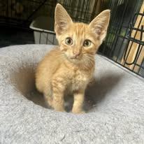 Enlarge RUM, a Adopted mixed breed in Somerville, TX image 1/6