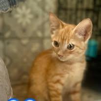 Enlarge RUM, a Adopted mixed breed in Somerville, TX image 3/6