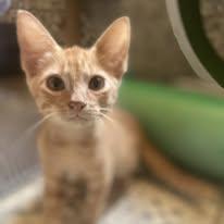 Enlarge RUM, a Adopted mixed breed in Somerville, TX image 4/6