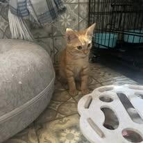 Enlarge RUM, a Adopted mixed breed in Somerville, TX image 5/6