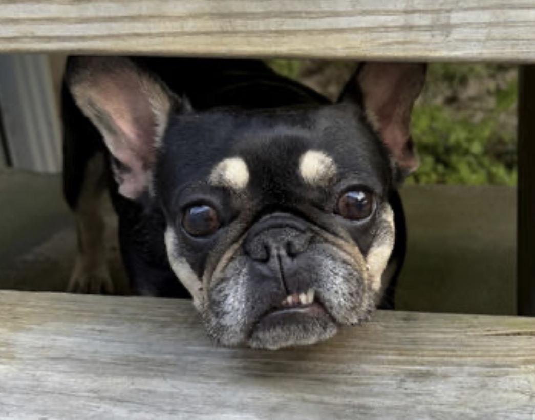 Enlarge Tiny tot, a Adopted French Bulldog in PALM BAY, FL image 1/1