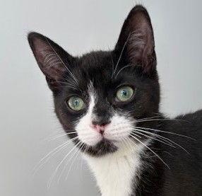 Nog (+Sibling), Adoptable, Kitten Male Domestic Short Hair.