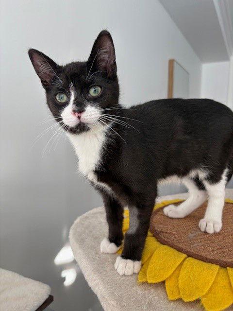 Nog (+Sibling), a Adoptable Domestic Short Hair in Richmond Hill, ON image 2/3