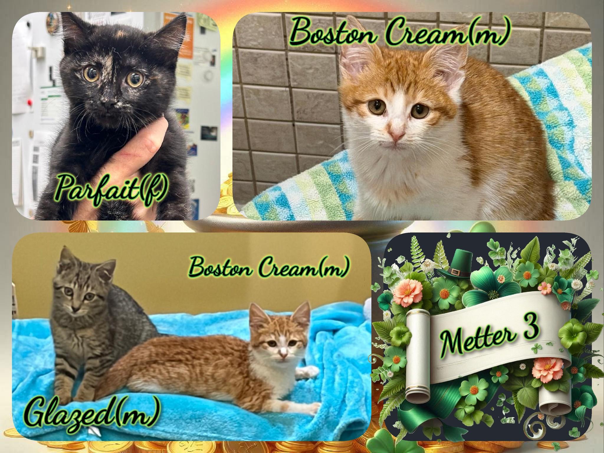 Meter 3, ADOPTABLE, Kitten Male Domestic Short Hair.