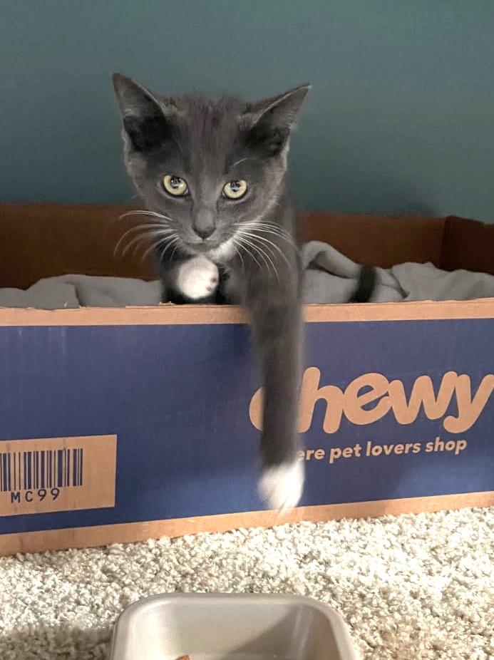 Snickett thumbnail 2