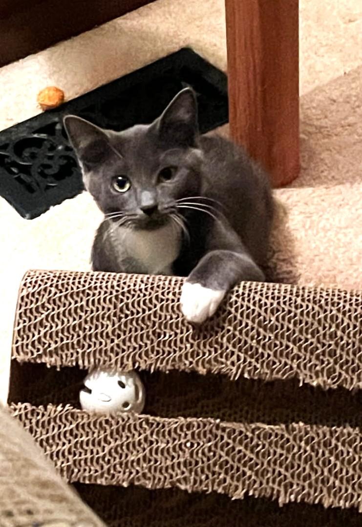 Snickett     (Bonded to Li'mony), Adoptable, Kitten Female Russian Blue.