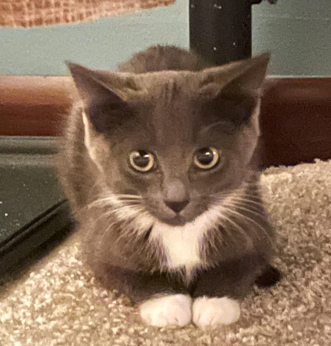 Enlarge Snickett     (Bonded to Li'mony), a Adoptable mixed breed in Ypsilanti, MI image 2/6