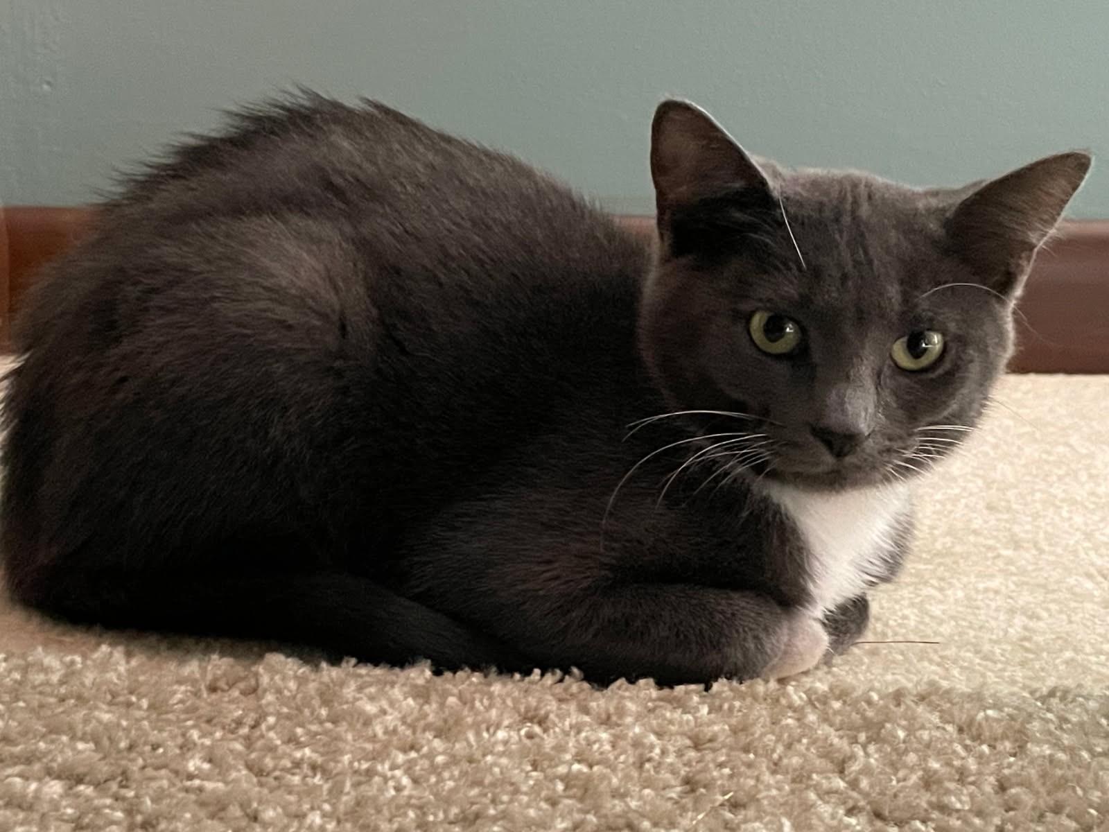 Enlarge Snickett     (Bonded to Li'mony), a Adoptable mixed breed in Ypsilanti, MI image 3/6