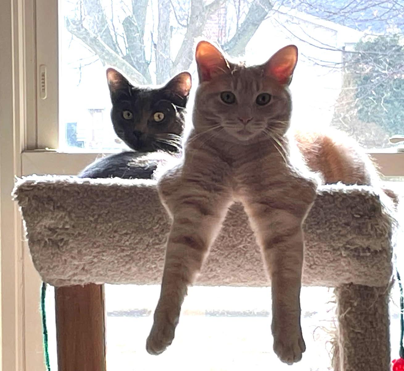 Enlarge Snickett     (Bonded to Li'mony), a Adoptable mixed breed in Ypsilanti, MI image 3/6