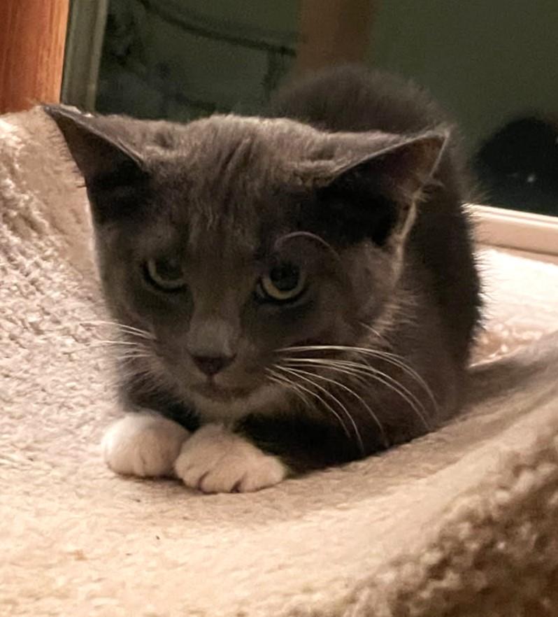 Enlarge Snickett     (Bonded to Li'mony), a Adoptable mixed breed in Ypsilanti, MI image 5/6