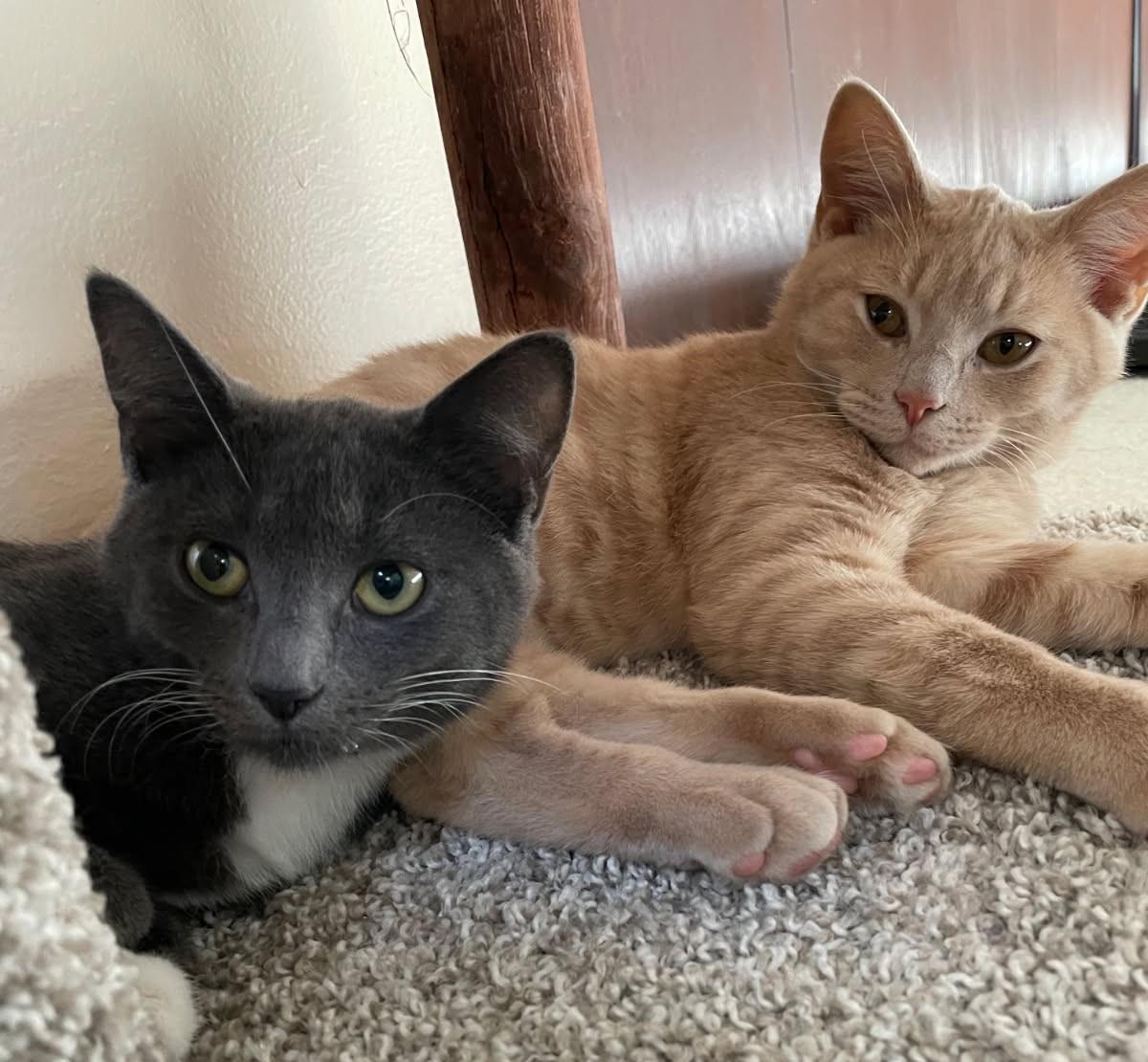 Enlarge Snickett     (Bonded to Li'mony), a Adoptable mixed breed in Ypsilanti, MI image 6/6