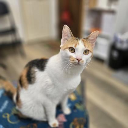 Enlarge Twinkles, a Adoptable mixed breed in Divide, CO image 1/1