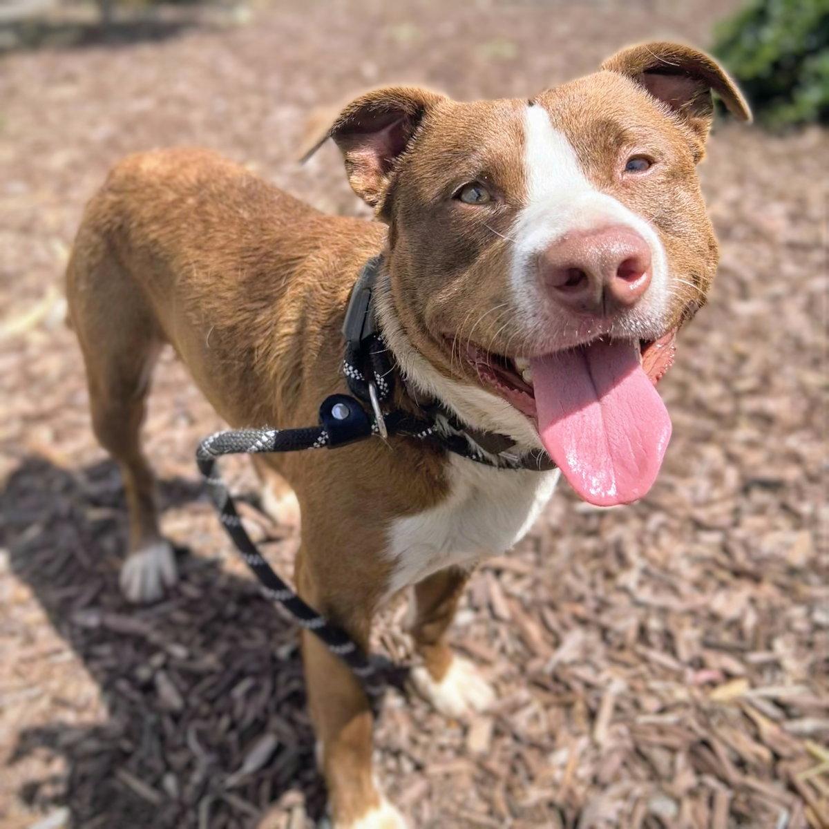 Enlarge Cassio, a Adoptable mixed breed in Oakland, CA image 2/3