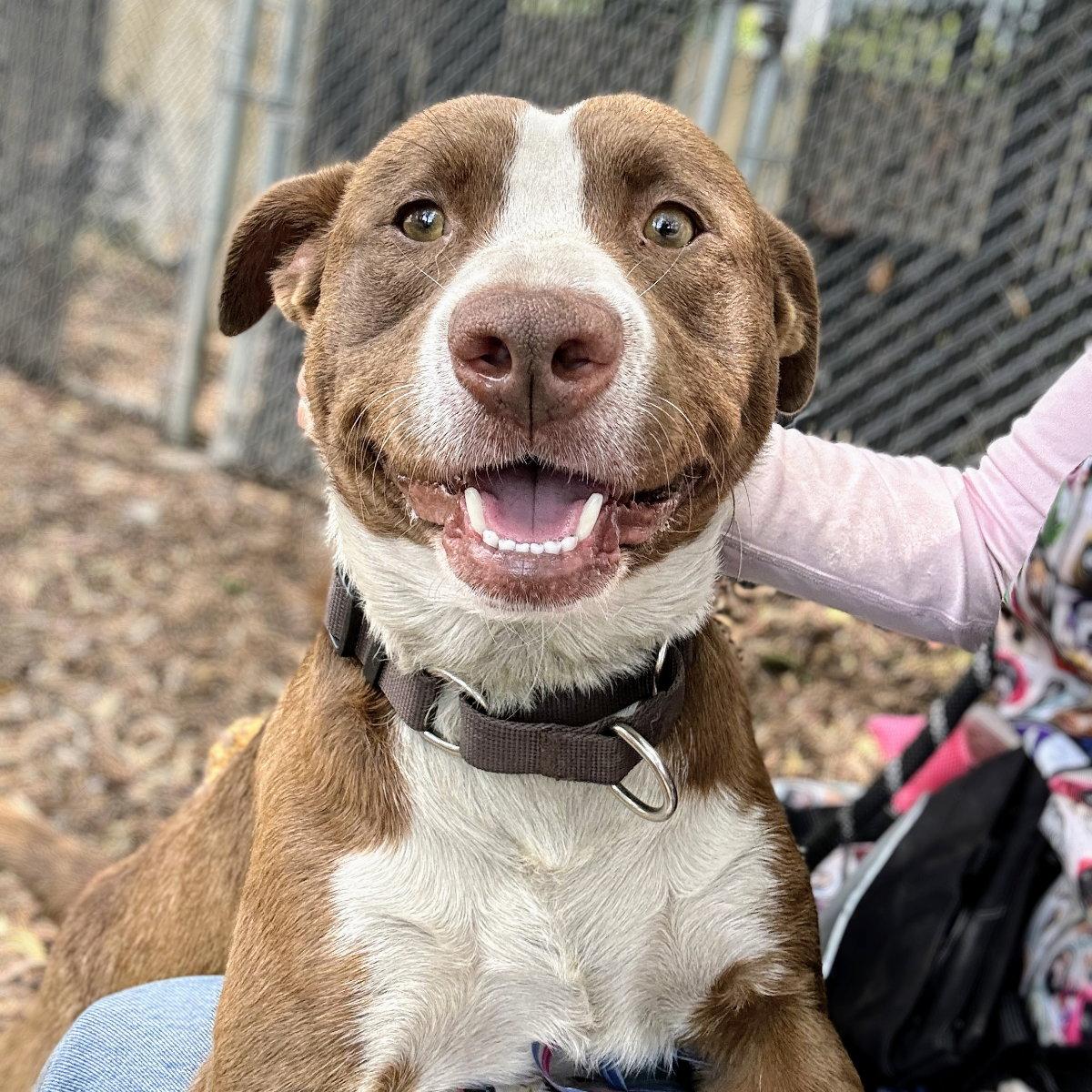 Enlarge Cassio, a Adoptable mixed breed in Oakland, CA image 3/3