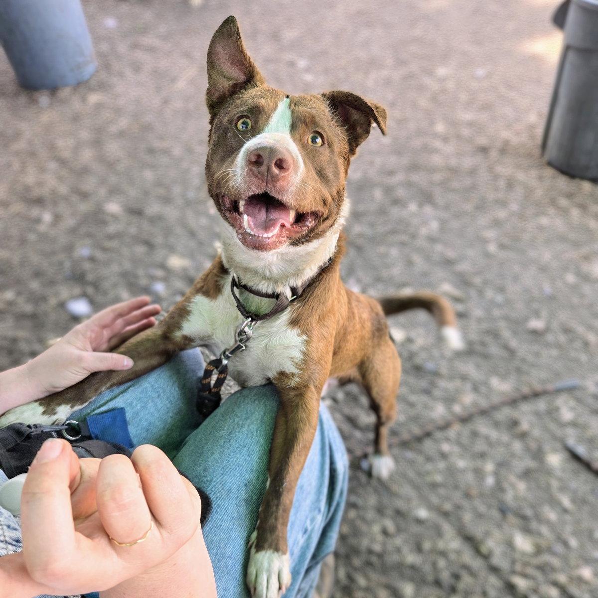 Cassio, Adoptable, Young Male Border Collie & Pit Bull Terrier.