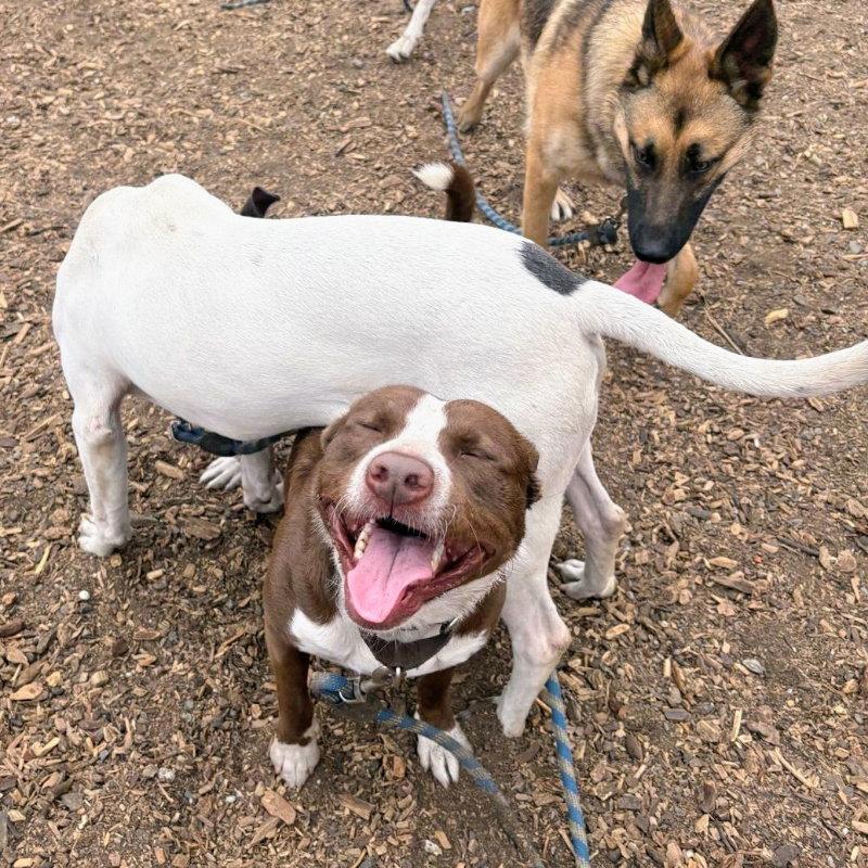 Enlarge Cassio, a Adoptable mixed breed in Oakland, CA image 2/3