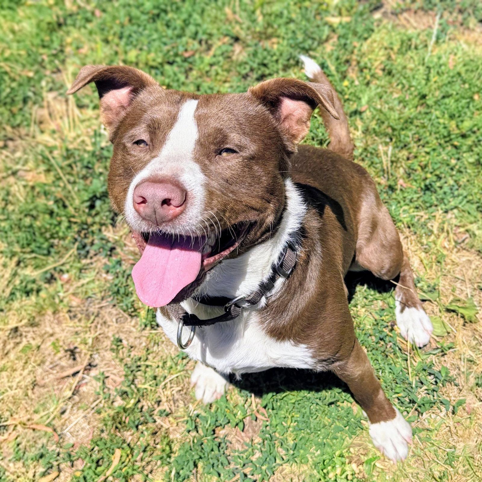 Enlarge Cassio, a Adoptable mixed breed in Oakland, CA image 3/3