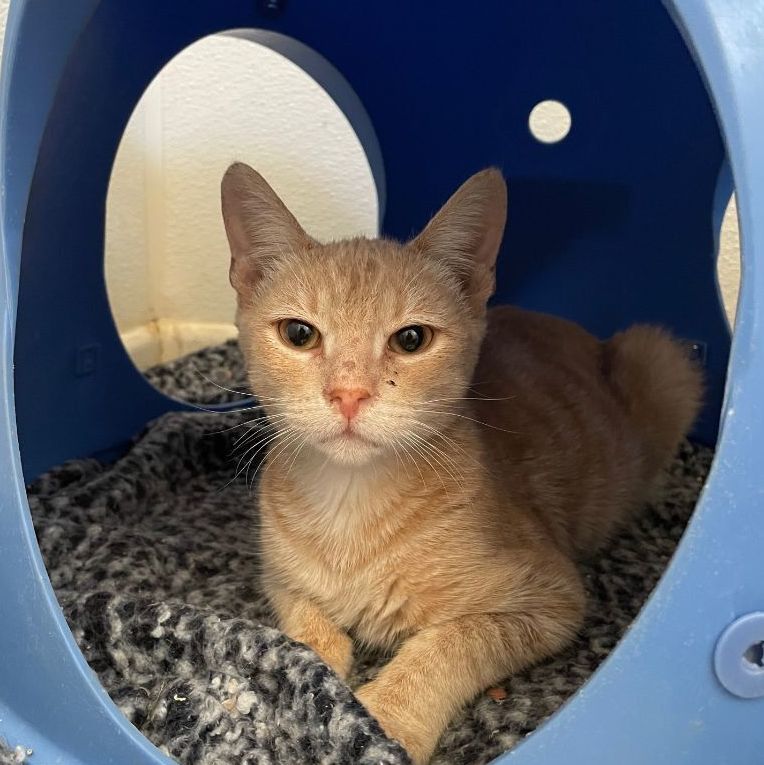 Tegan — thumbnail 2